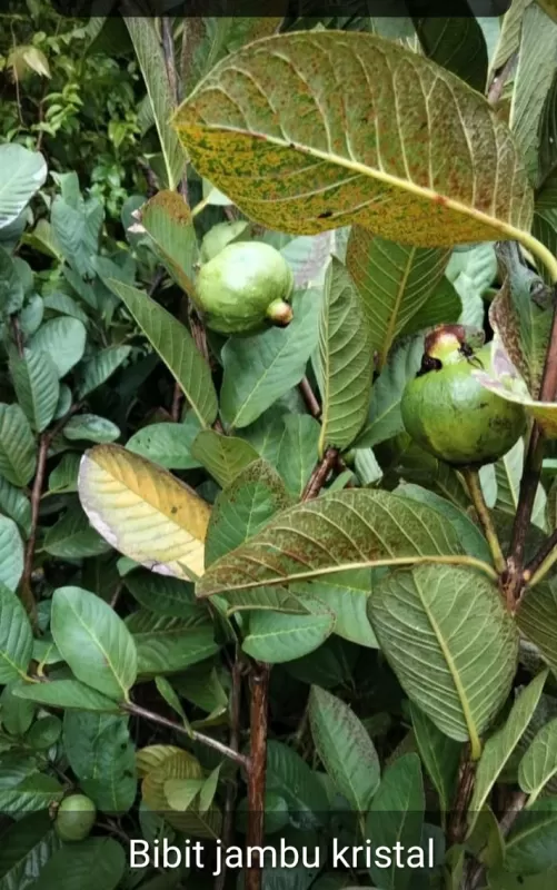 Bibit jambu keristal